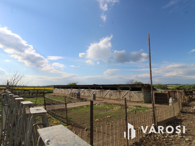 Szabad tartású mangalica telep, kiváló befektetési lehetőség