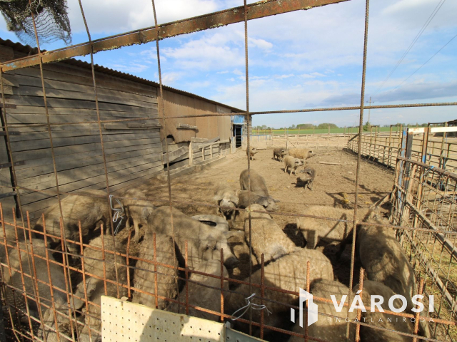 Szabad tartású mangalica telep, kiváló befektetési lehetőség