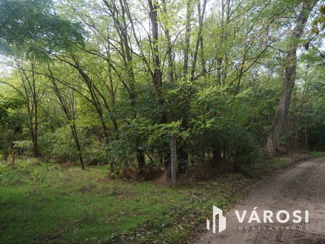 Budapesttől 16 km-re erdei környezetben tanya eladó